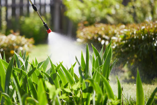 24/7 Emergency Termite Control experts in San Lorenzo, CA